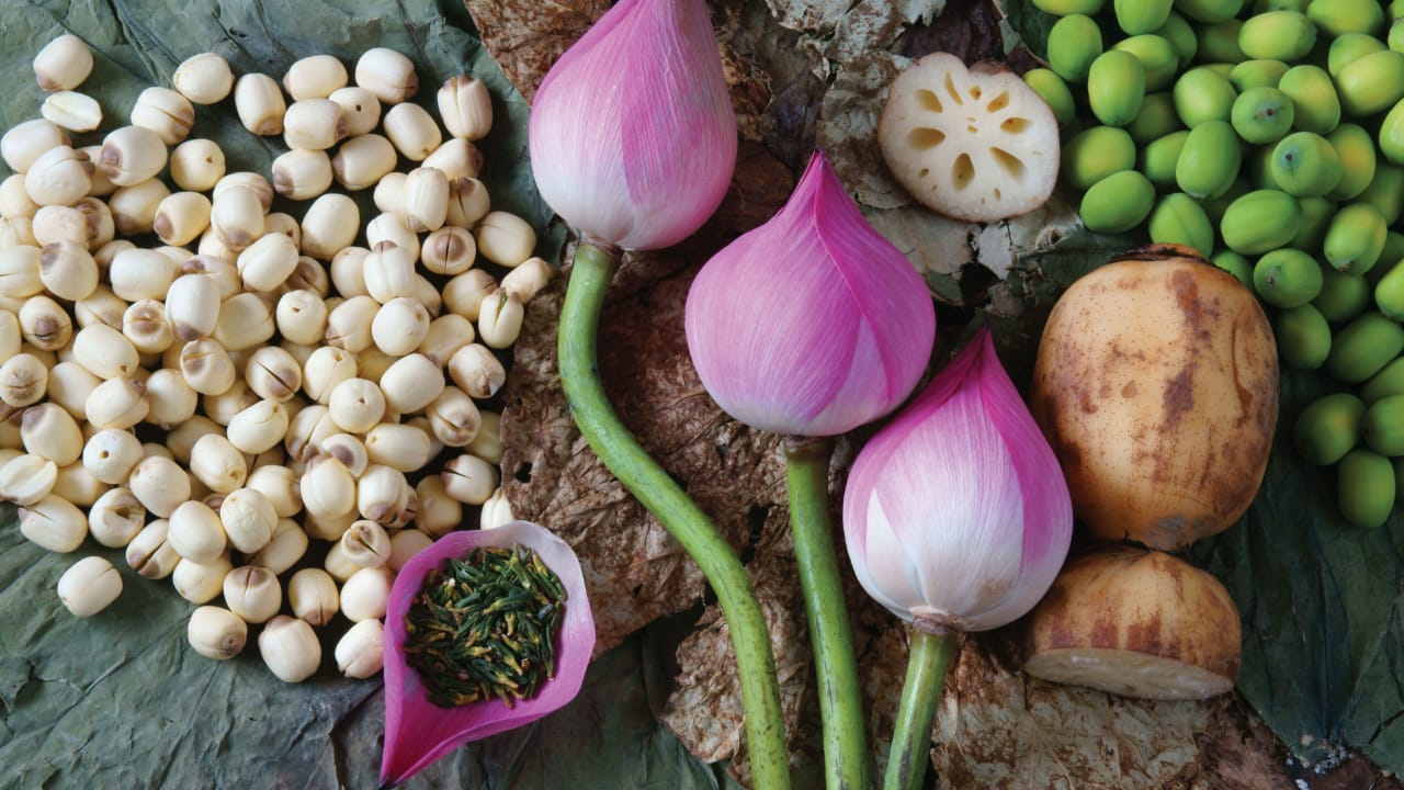 The Regenerative Quality of Lotus Seed